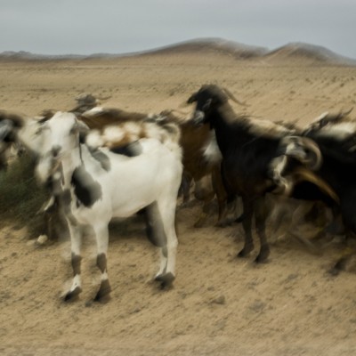 GOATS WITH VOLCANOES