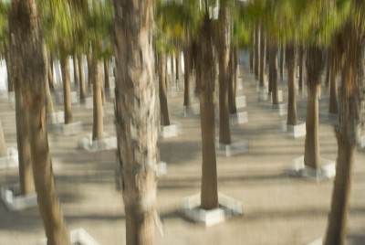 PALMS IN SQUARES II