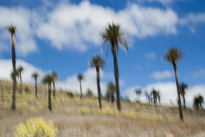 THOUSAND PALM VALLEY