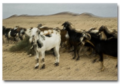goats-with-volcanoes-shop